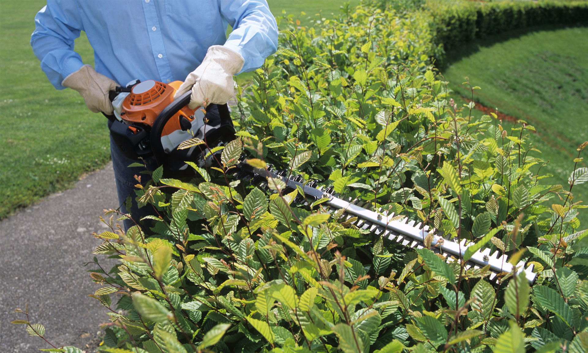 Five things to consider when buying a hedge trimmer – Which? News