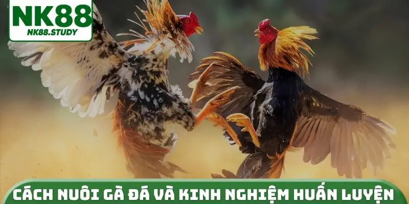 Cách nuôi gà đá và kinh nghiệm huấn luyện