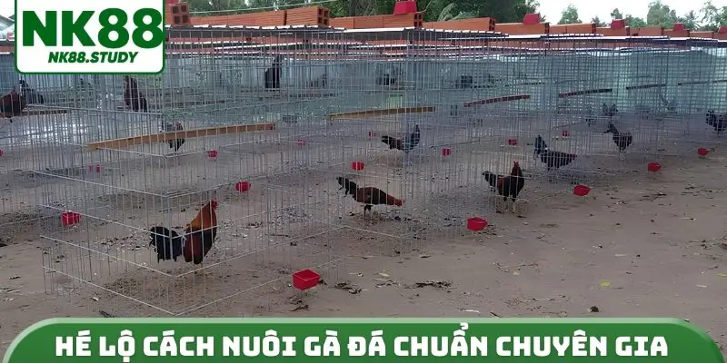 Hé lộ cách nuôi gà đá chuẩn chuyên gia