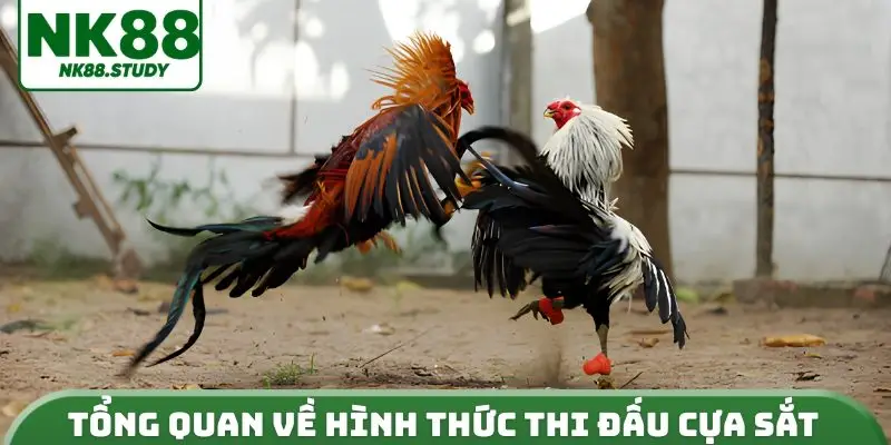 Tổng quan về hình thức thi đấu cựa sắt